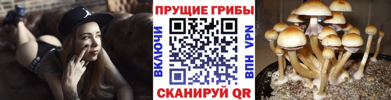 Псилоцибиновые грибы ЛСД  Дальнегорск 